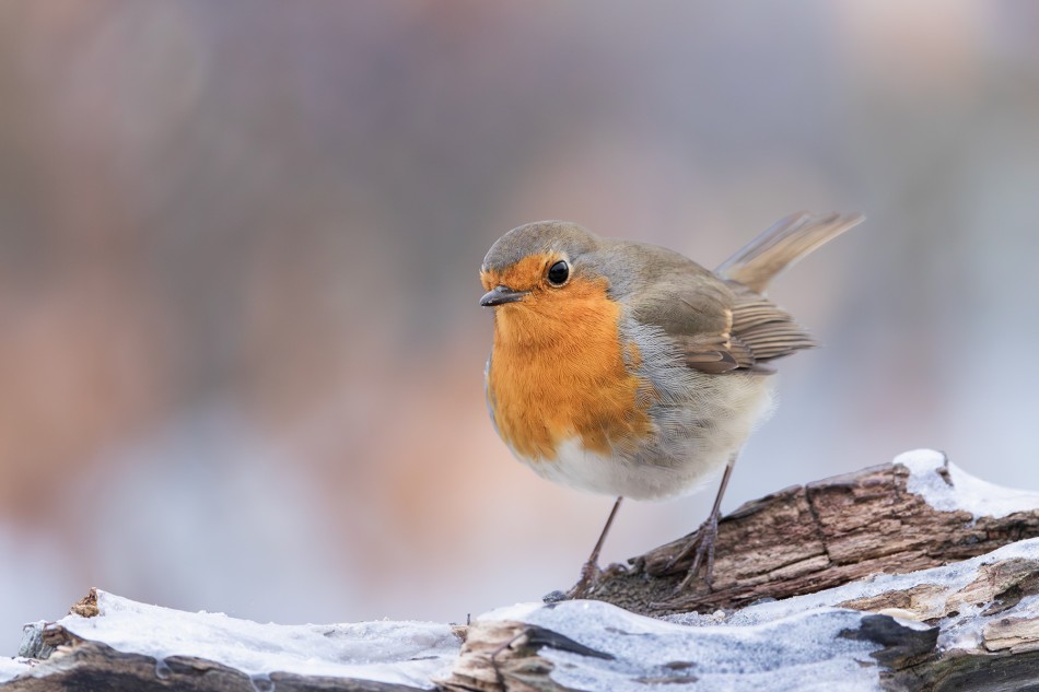 Rudzik. . Zdjęcie 339804