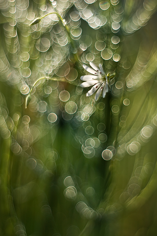 agnez - W ukryciu. Pentacon 50/1.8. Zdjęcie 127557