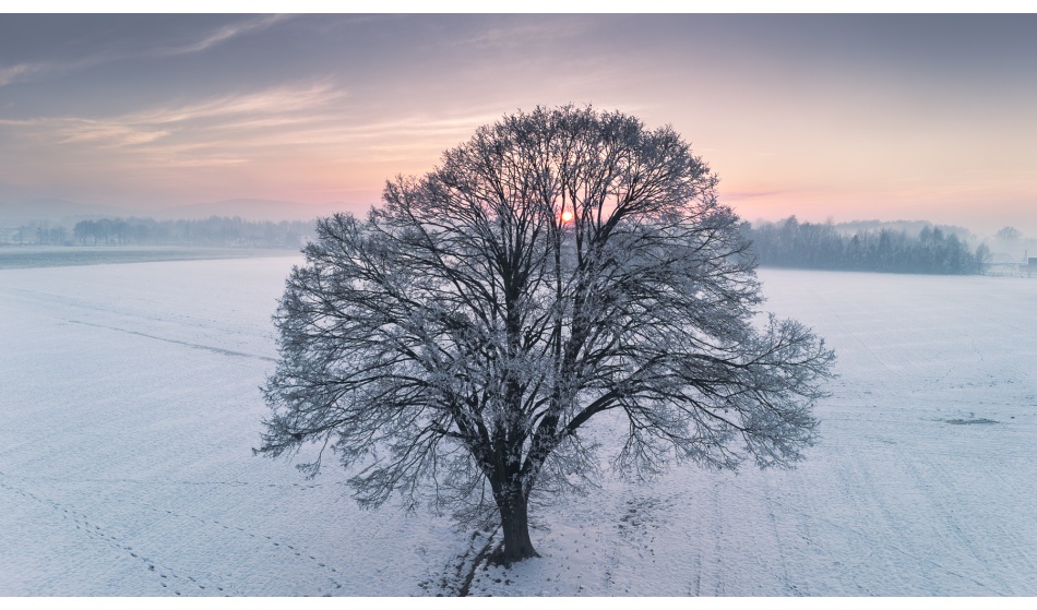 Zimowy krajobraz z samotnym drzewem. . Zdjęcie 337462