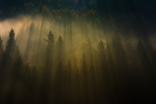 Gorczański las światłem...