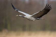 Żuraw, Common Crane (Gr...