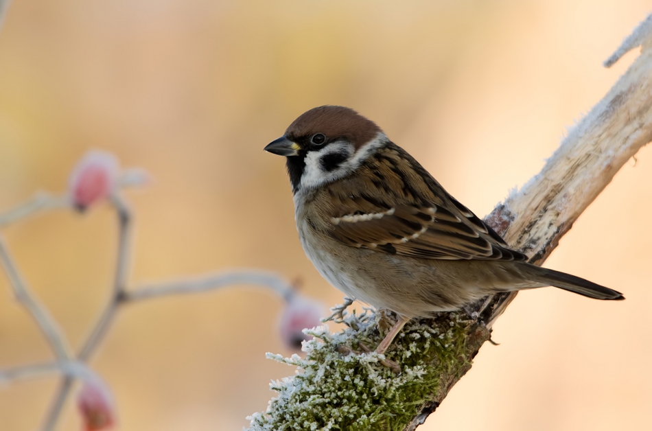 roman53 - mazurek. . Zdjęcie 318107