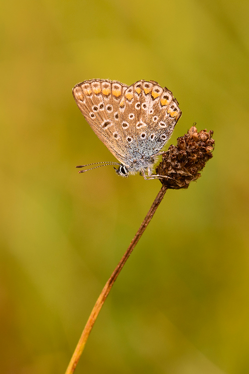 dzafoto - .... . Zdjęcie 132994