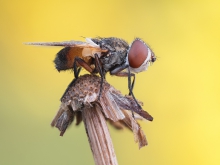 Gymnosoma sp.