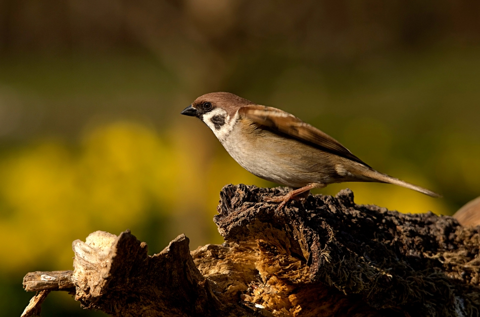 roman53 - mazurek. . Zdjęcie 301354