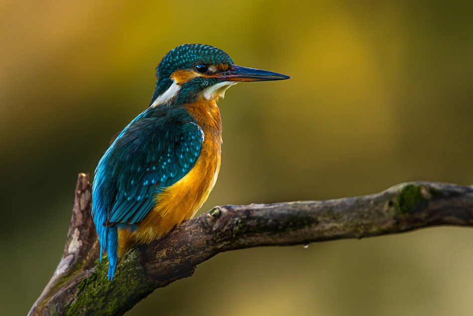 zimorodek. . Zdjęcie 337914