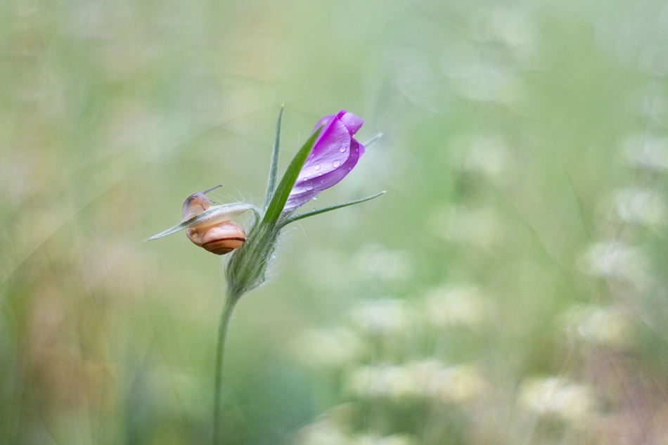 agnez - . PE. Zdjęcie 216664