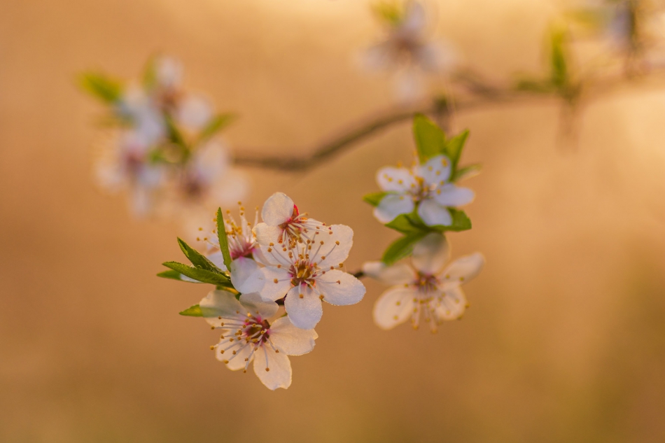 radson_foto - Wiosna.. . Zdjęcie 301350