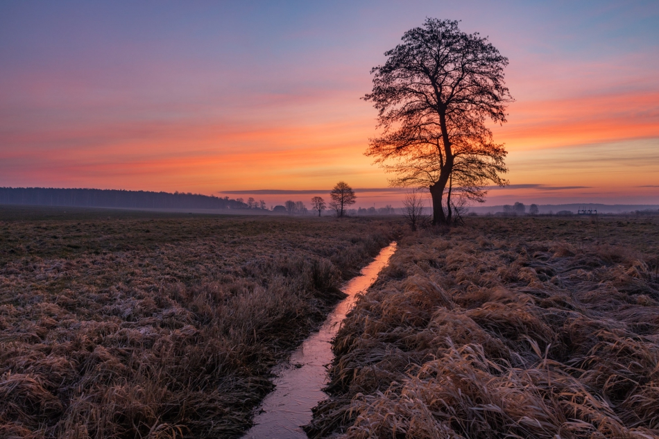 radson_foto - Wschód. Łąki. Wolbórz (woj. łódzkie). . Zdjęcie 299029