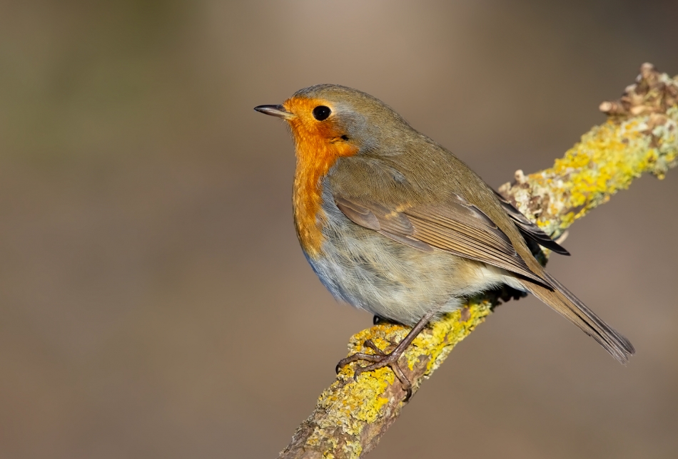 roman53 - . . Zdjęcie 328280