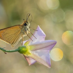Nutki z polnej trąbki