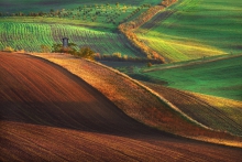 Ambona