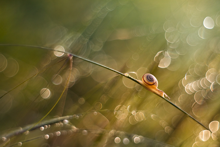 agnez - Sierpniowe popołudnie. Pentacon 50/1.8. Zdjęcie 128095