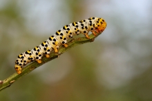 Wygłodniała