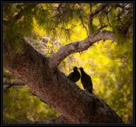 lovebirds