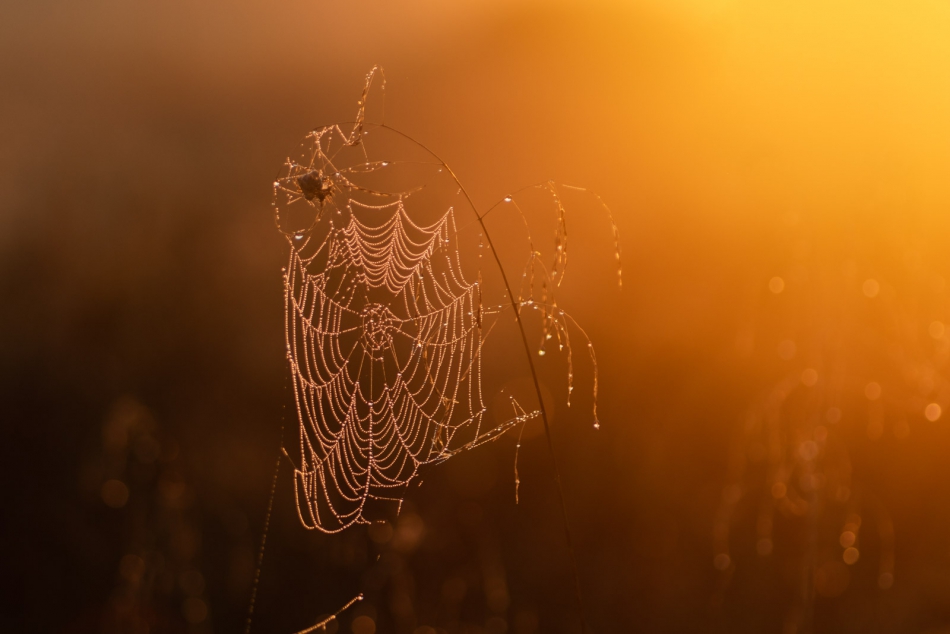 radson_foto - . . Zdjęcie 318558