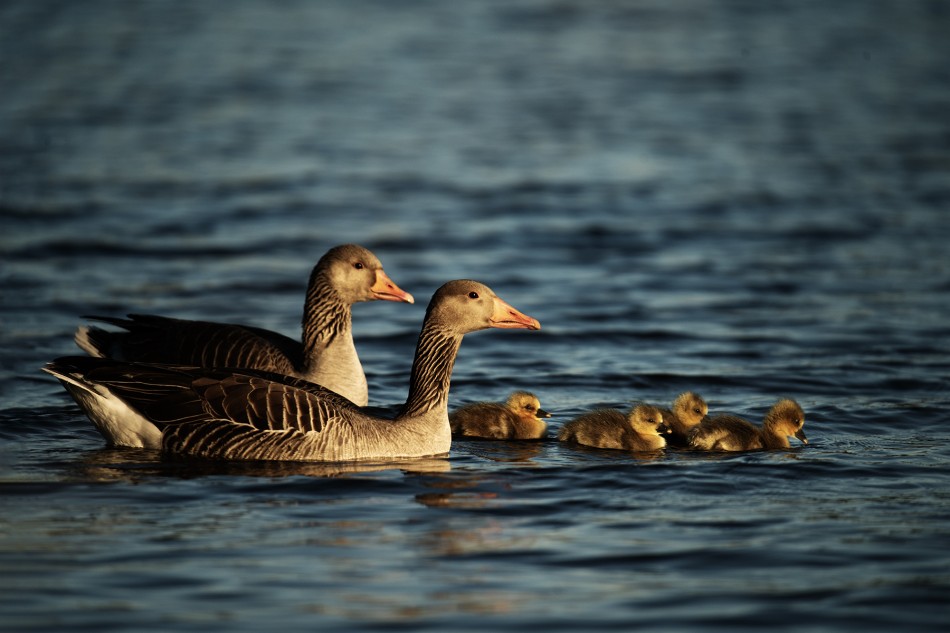 Rodzina. . Zdjęcie 339891