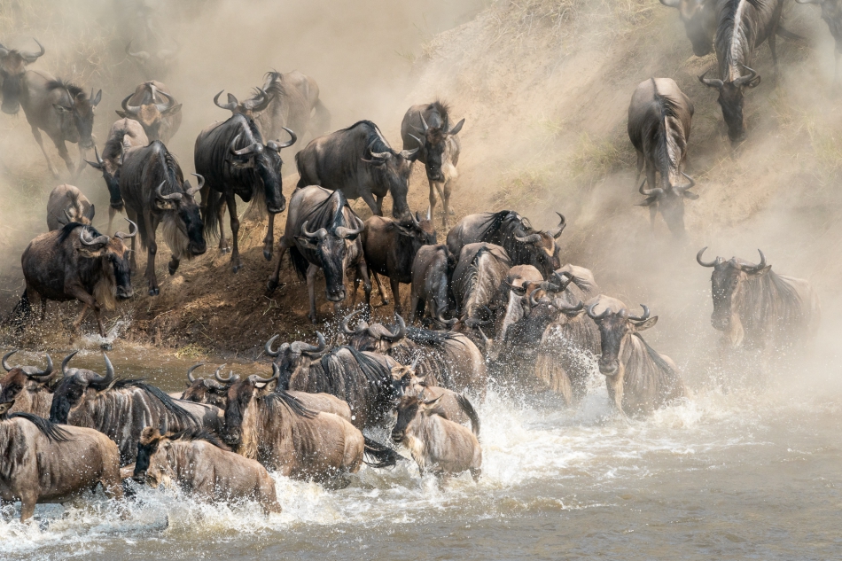 Lilen - W poszukiwaniu zielonego. Spokojnie zazwyczaj antylopy Gnu, które większość czasu spędzają leniwie na równinach Serengeti, podczas przeprawy przez rzekę wpadają w trans. Gnają jedna za drugą, nie bacząc na czyhające niebezpieczeństwa. . Zdj