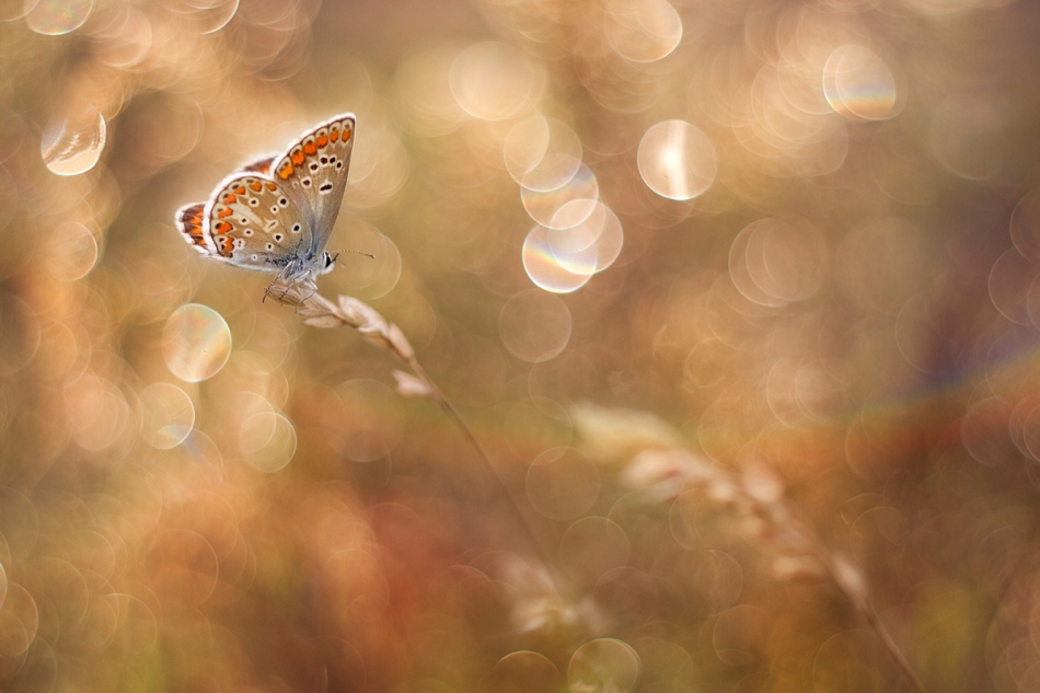 agnez - ***. Zapraszam na PE. Zdjęcie 163439