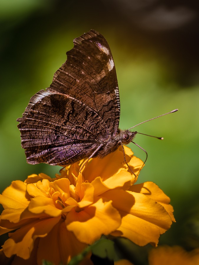 Rusałka pawik. . Zdjęcie 338945