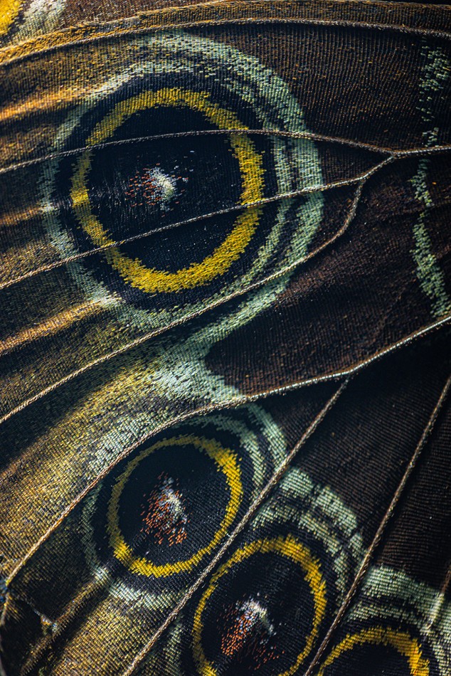 Detale motyla. kolorowe skrzydła. Zdjęcie 338131