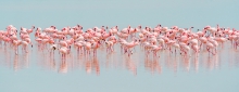 Flamingi różowe