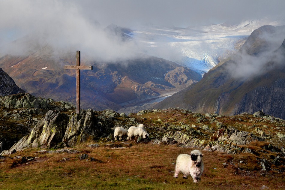 Novena. pass. Zdjęcie 339685