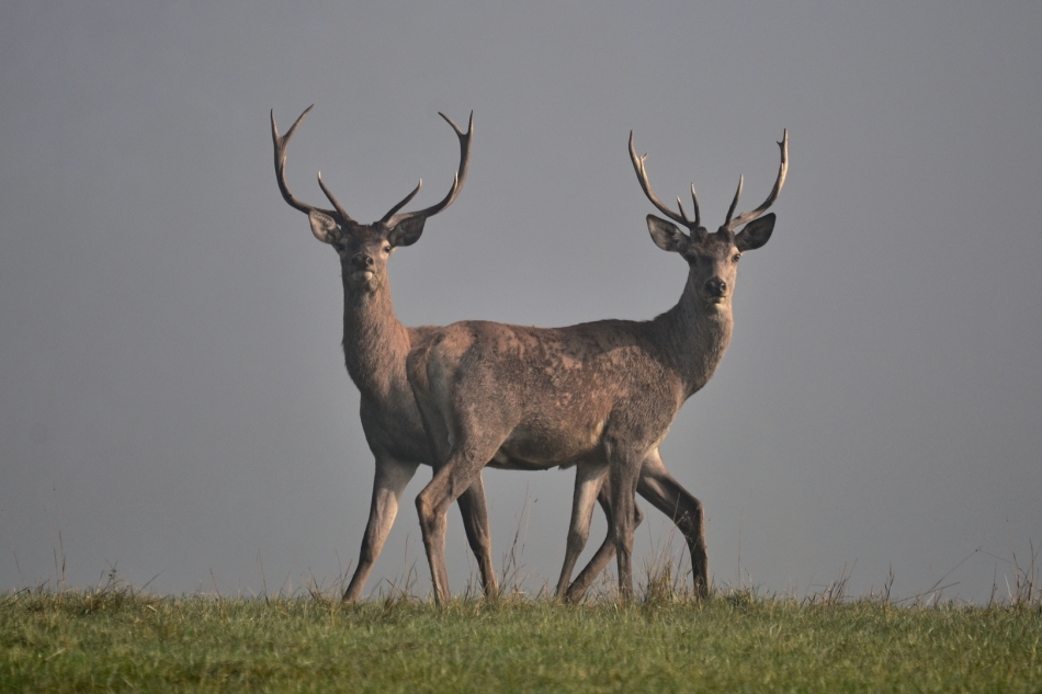 scots - spotkanie. Beskid Niski. Zdjęcie 323894