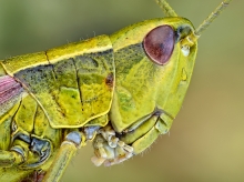 Grasshopper.