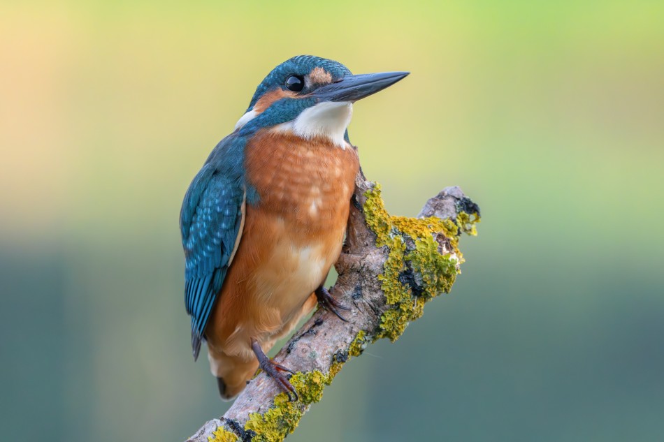 damianski - ***. . Zdjęcie 337977