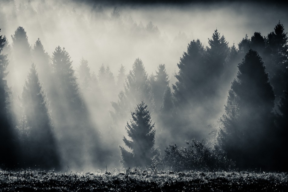 We mgle. . Zdjęcie 338598