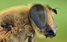 Bzzzzzzzz