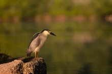 Black-Crowned Night Heron
