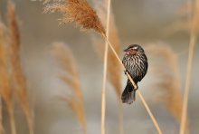 Red-winged Blackbird (A...