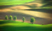 Cienie na polach...