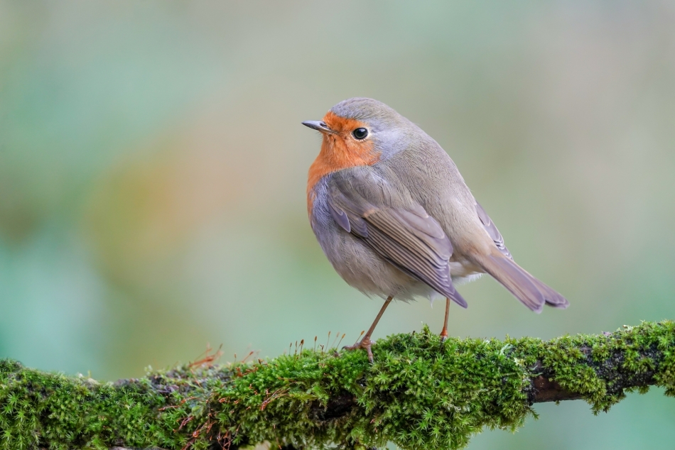 amigamedia - Rudzik (Erithacus rubecula). Rudzik (Erithacus rubecula) Przyroda naszego regionu - Nadleśnictwo Rybnik - Bełsznica Wieś. Zdjęcie 320094