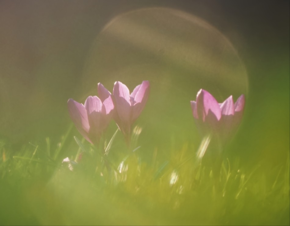 wiosna . . Zdjęcie 339475