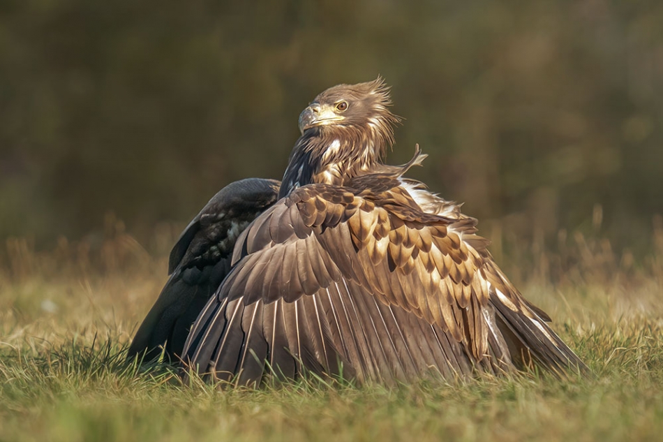 arkadiusz_fotografia - Jego mość bielik się rozsiadł, inaczej mówiąc spoczął na laurach :). . Zdjęcie 329186