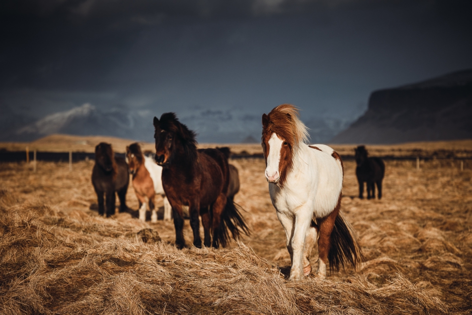 pawello91 - Islandia. Konie islandzkie. Zdjęcie 310884