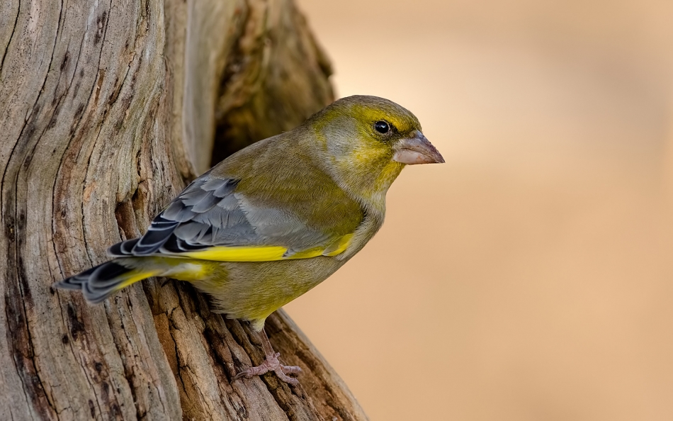 roman53 - Dzwoniec. . Zdjęcie 320073