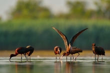 Ibis-owskie wariacje ;-)