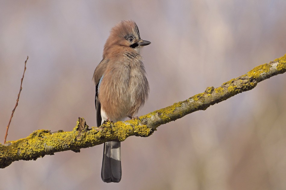 Sójka o poranku !!!. . Zdjęcie 339342