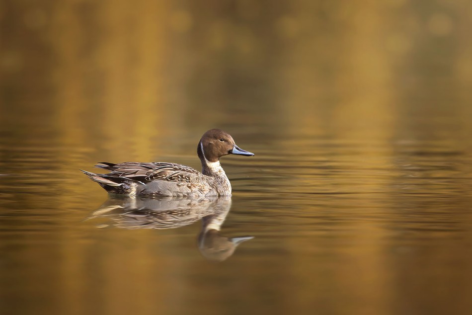 Rożeniec. . Zdjęcie 339116