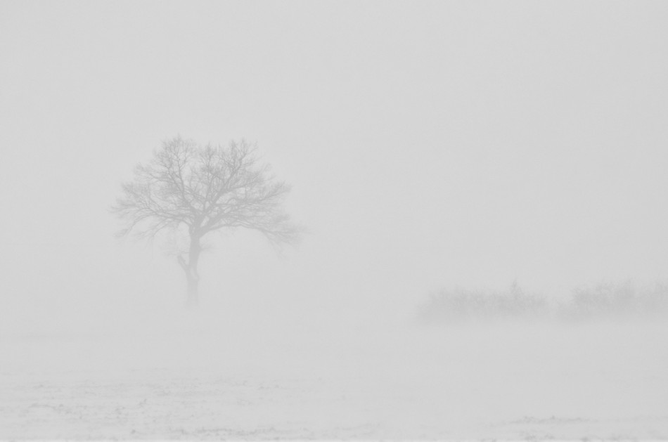 Samotne drzewo w zimowej mgle. . Zdjęcie 337980