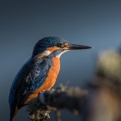 W blasku porannego słońca