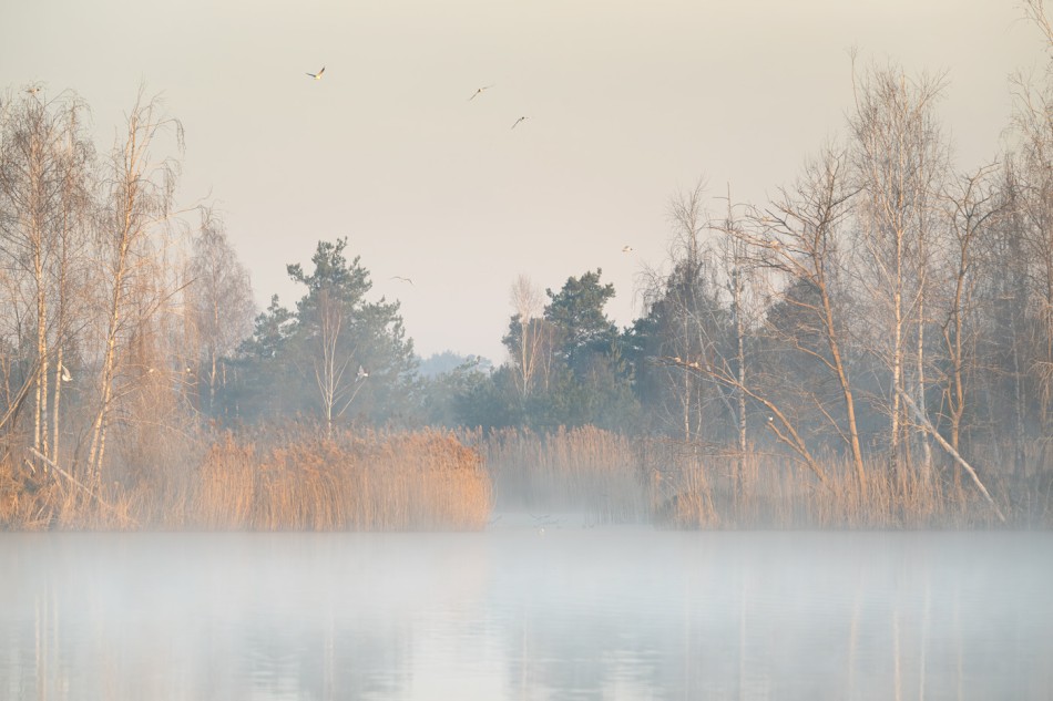 mglisty poranek nad jeziorem. . Zdjęcie 339803
