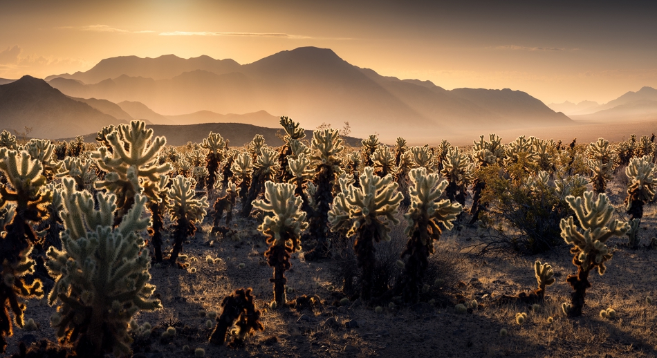 karol_nienartowicz - Kaktusy cholla. Kalifornia, USA. Zdjęcie 315448