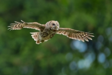 Puszczyk, Tawny Owl (St...