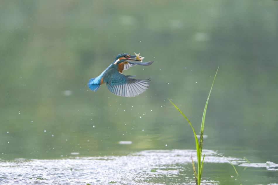 amigamedia - . Zimorodek - Alcedo atthis Przyroda naszego regionu - Gorzyce. Sony ILCE-1+Sony SEL200600G FE 200-600mm f/5.6-6.3 G OSS. Przysłona: f/6,3; Czas ekspozycji: 1/3200 s; ISO: 4000; Ogniskowa: 300 mm.. Zdjęcie 325355