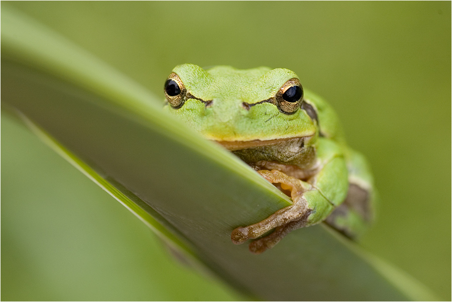 vodek - Portret. Hyla arborea, południwa Polska. Zdjęcie 14555
